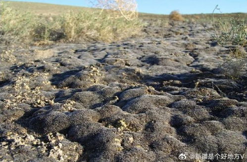 7月7日上海早新聞聚焦新疆環保新舉措 守護綠洲，共建美麗中國